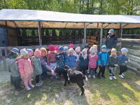 Dzieci "zapoznają" się z kozą
